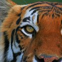 slides/IMG_7205.jpg wildlife, feline, big cat, cat, predator, fur, marking, bengal, eye, indian, tiger WBCW10 - Bengal Tiger